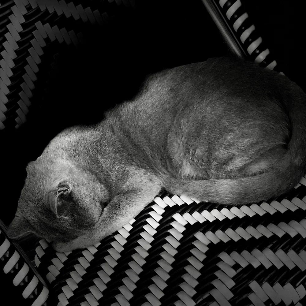 Gatti-di-istanbul Gatti-di-istanbul