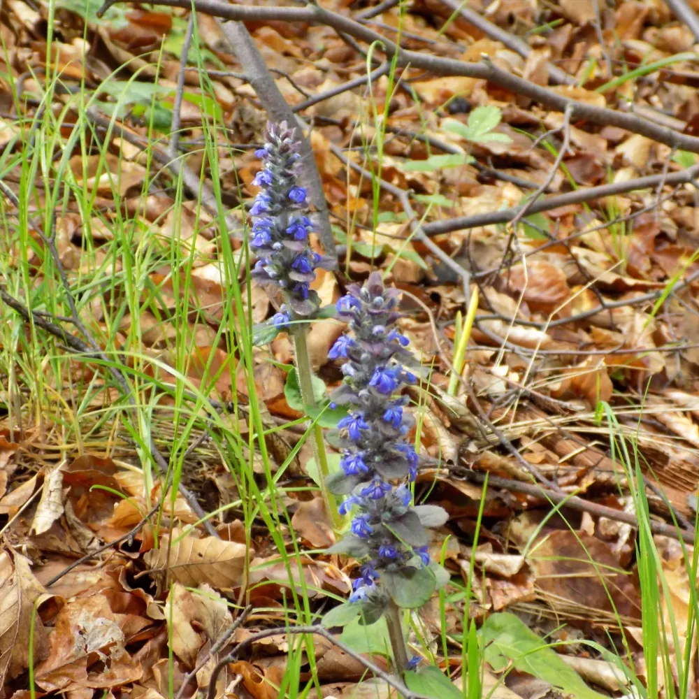 Salep turco: La Bevanda Invernale che Scalda Anima e Corpo 1 Orchidea Salep