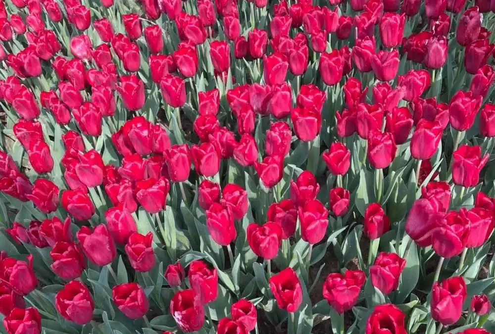 Festival dei Tulipani di Istanbul (Lale Festivali): 10 Milioni di Tulipani e Mille Anni di Storia