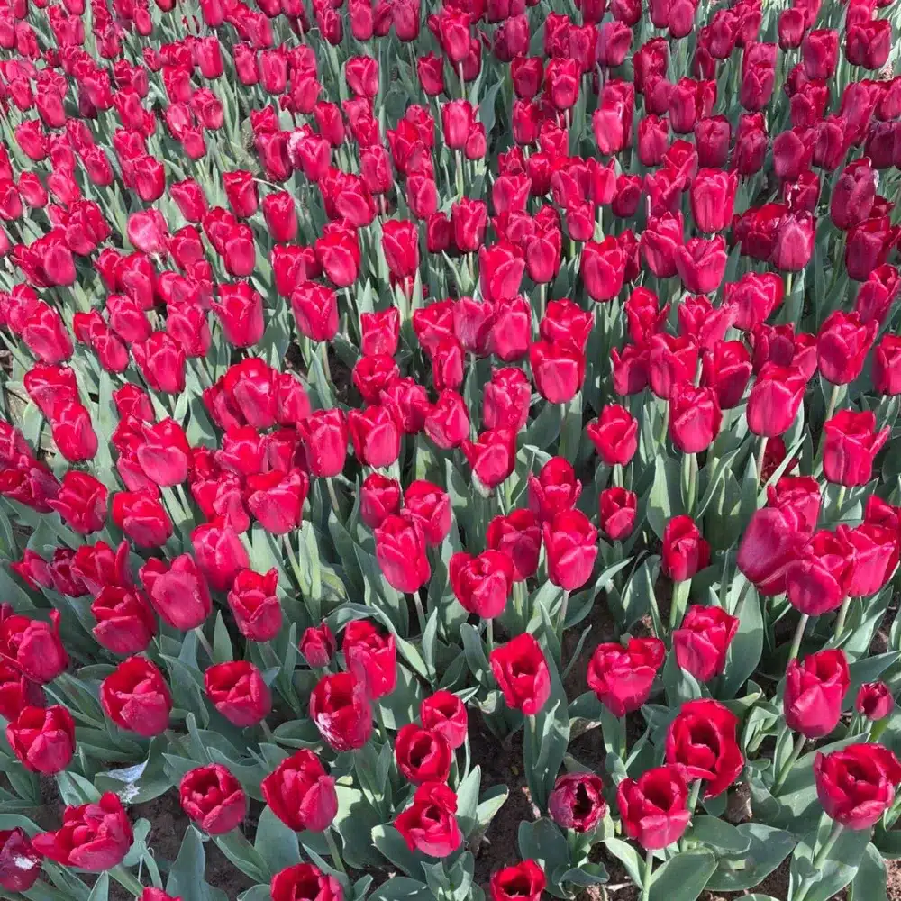 Festival dei Tulipani di Istanbul (Lale Festivali): 10 Milioni di Tulipani e Mille Anni di Storia 5 Festival dei Tulipani - Lale Festivali